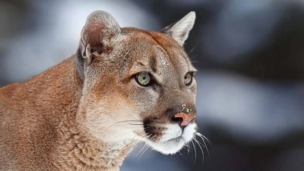 Aptal Puma Sendromu